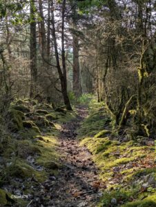 Sentier forestier étroit recouvert de feuilles mortes et de cônes de conifères, bordé de rochers et de troncs d'arbres entièrement couverts de mousse vert vif, dans un sous-bois mêlant pins et feuillus, traversé par une lumière matinale rasante et filtrée.