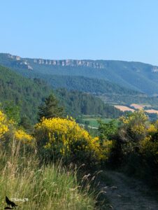 Sentier de terre longeant de grandes touffes de genêts en pleine floraison jaune vif, avec en arrière-plan la vallée de la Dourbie boisée et verdoyante, dominée par les falaises calcaires grises du rebord du causse, sous un ciel bleu parfaitement dégagé.