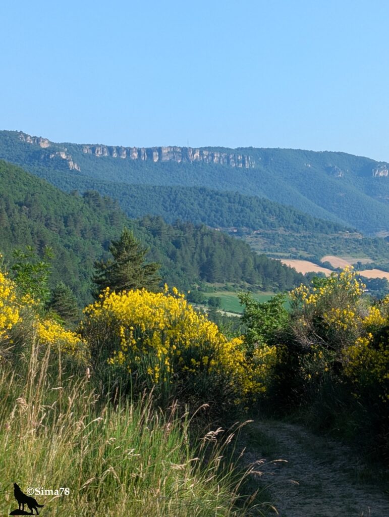 Sentier de terre longeant de grandes touffes de genêts en pleine floraison jaune vif, avec en arrière-plan la vallée de la Dourbie boisée et verdoyante, dominée par les falaises calcaires grises du rebord du causse, sous un ciel bleu parfaitement dégagé.