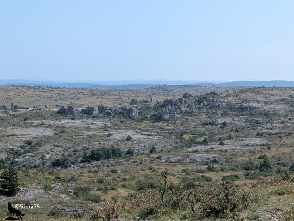Vue panoramique sur le causse du Larzac sous la chaleur de juin, avec un lapiaz calcaire affleurant au sol, des chaos de rochers dolomitiques érodés aux formes tourmentées, une végétation rase de genévriers et d'arbustes, et un horizon lointain estompé par la brume de chaleur.