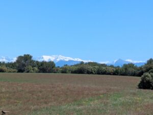 Vue depuis Le Pauron (Gréoux-les-Bains) sur un champ provençal bordé de pinèdes, avec en arrière-plan les sommets enneigés des Alpes par ciel bleu, le 12 mai 2026.