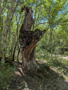 Tronc d'arbre mort aux formes tourmentées et creusées, debout au bord d'un sentier forestier, entouré de chênes en pleine feuillaison dans la garrigue provençale.