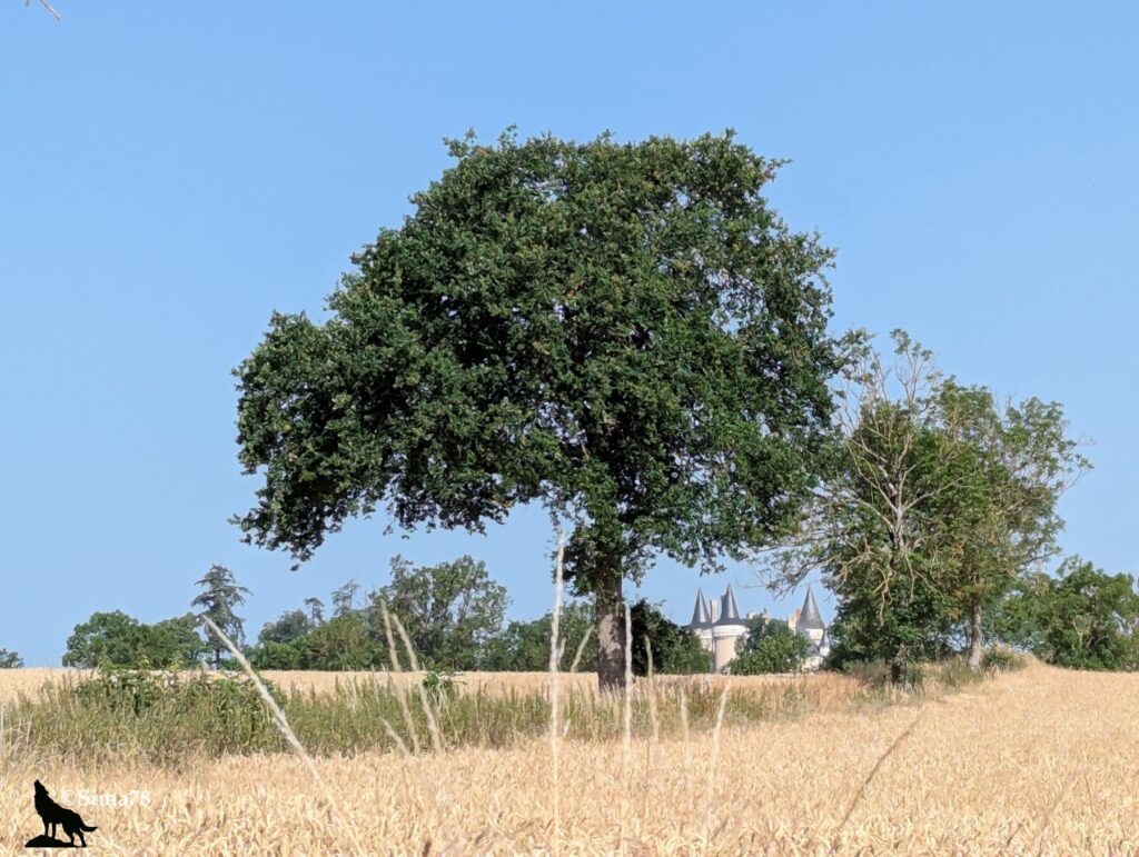 Photographie d'un champ de blé en été avec un grand arbre au premier plan, et en arrière-plan les tourelles du château de Saint-Chartier visibles au-dessus de la végétation, sous un ciel bleu dégagé.