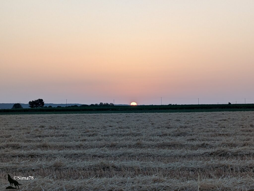 Photographie d'un lever de soleil sur un champ de céréales moissonné, avec le disque solaire naissant à l'horizon dans un ciel dégagé aux teintes rosées et orangées.