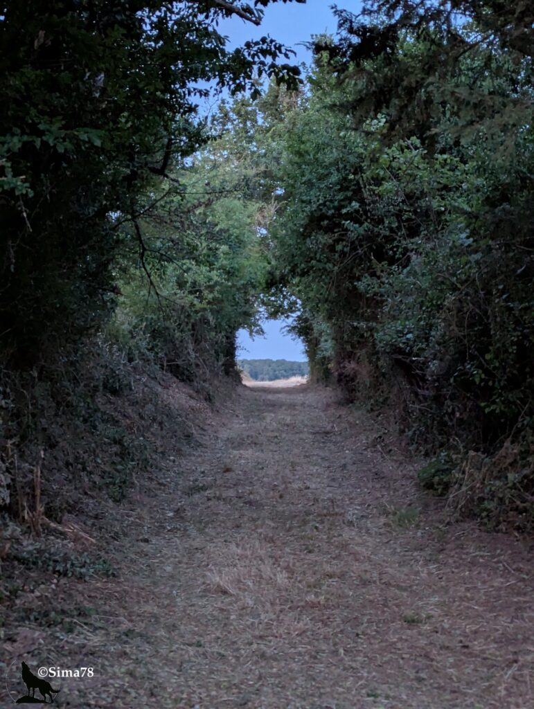 Photographie d'un chemin creux bordé de haies denses formant une voûte végétale, s'ouvrant sur un champ et une lisière de forêt dans la lumière naissante de l'aube.