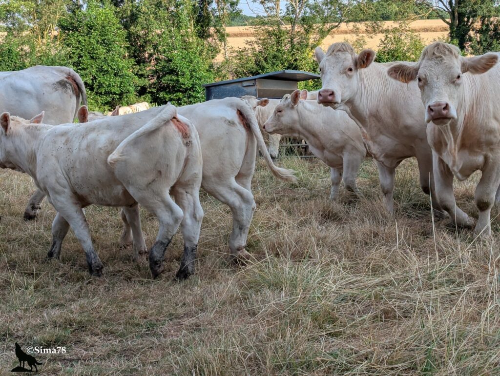 Photographie d'un groupe de jeunes bovins charolais blancs (génisses et veaux) dans un pré, dont plusieurs regardent directement l'objectif, avec un champ de céréales et une lisière boisée en arrière-plan.
