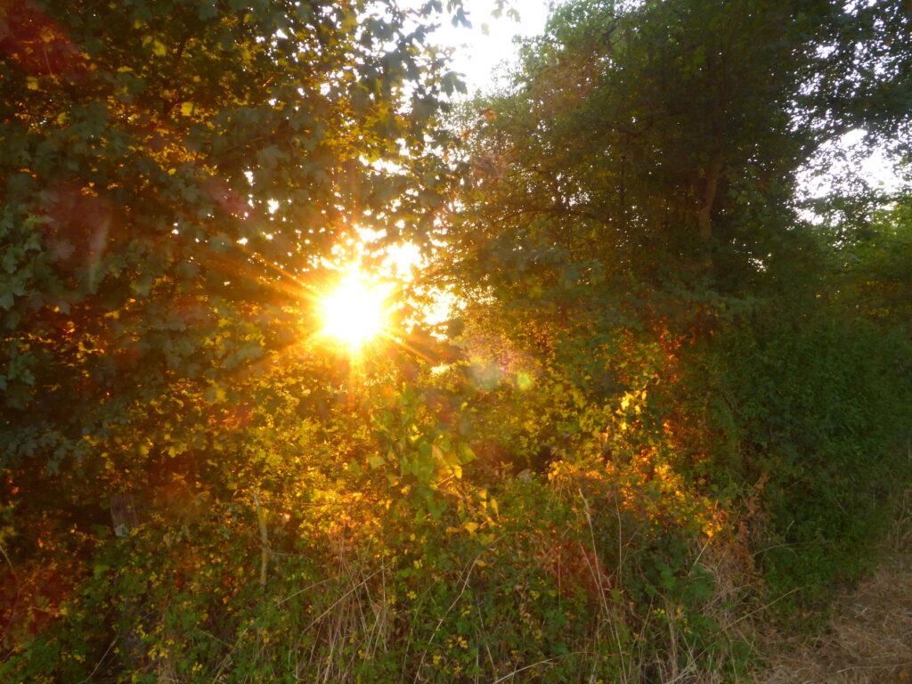 Photographie d'un soleil éclatant filtrant à travers un rideau d'arbres et de feuillages denses, créant un effet de rayons lumineux dorés sur la végétation.