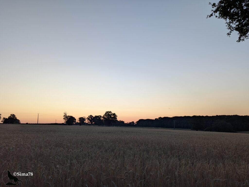 Photographie d'un champ de blé à l'aube, avec une ligne d'horizon boisée teintée d'orangé, sous un ciel dégagé passant du bleu pâle au dégradé rosé.