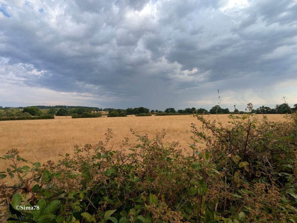 Photographie d'un vaste champ de céréales dorées sous un ciel nuageux sombre et dramatique, avec des rideaux de pluie visibles à l'horizon, bordé de haies de ronces au premier plan.