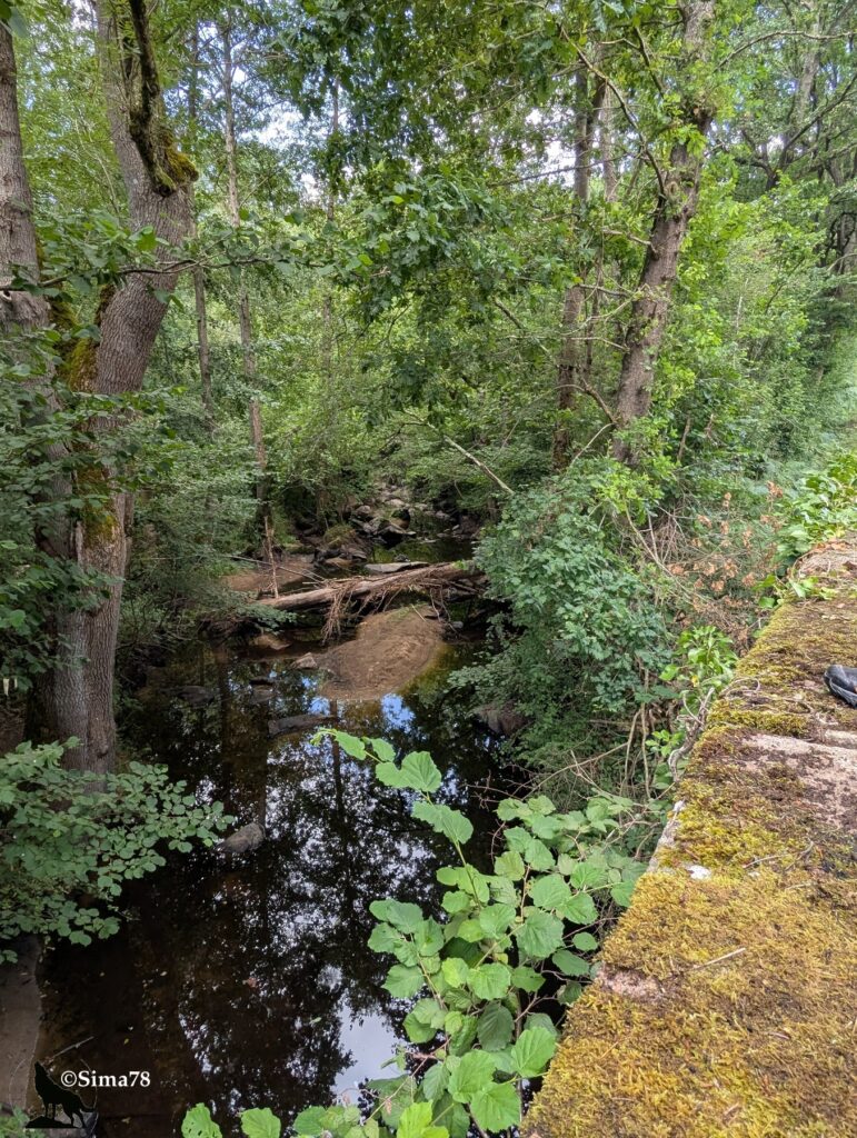 Photographie d'un petit cours d'eau forestier bordé de rochers moussus, encadré par une végétation dense d'arbres et d'arbustes verdoyants, avec le reflet des frondaisons dans l'eau calme.