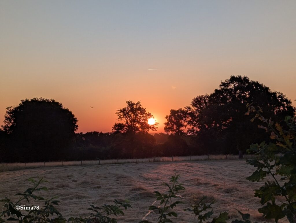 Photographie d'un lever de soleil orangé se levant entre les silhouettes d'arbres en contre-jour, au-dessus d'un pré fauché, dans un ciel dégradé du bleu à l'orange.