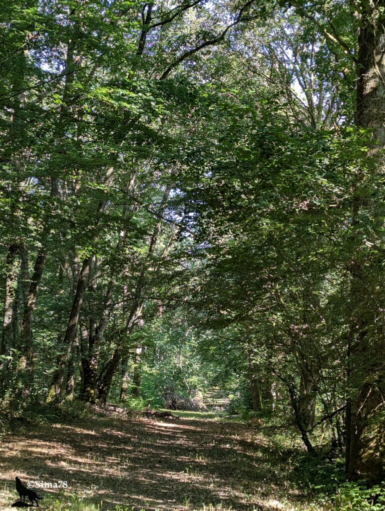 Photographie d'un sentier forestier ombragé, traversant un bois dense au feuillage vert luxuriant filtrant la lumière du soleil.