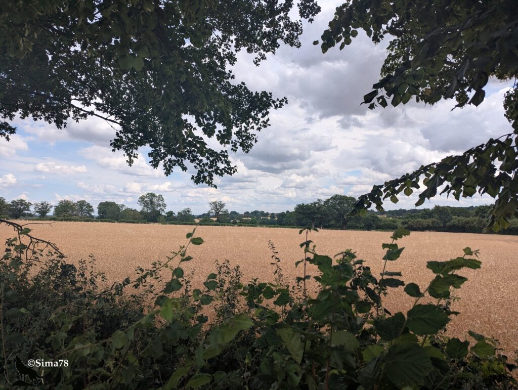 Photographie d'un vaste champ de blé mûr encadré par des branches d'arbres, sous un ciel partiellement couvert de nuages blancs et gris.