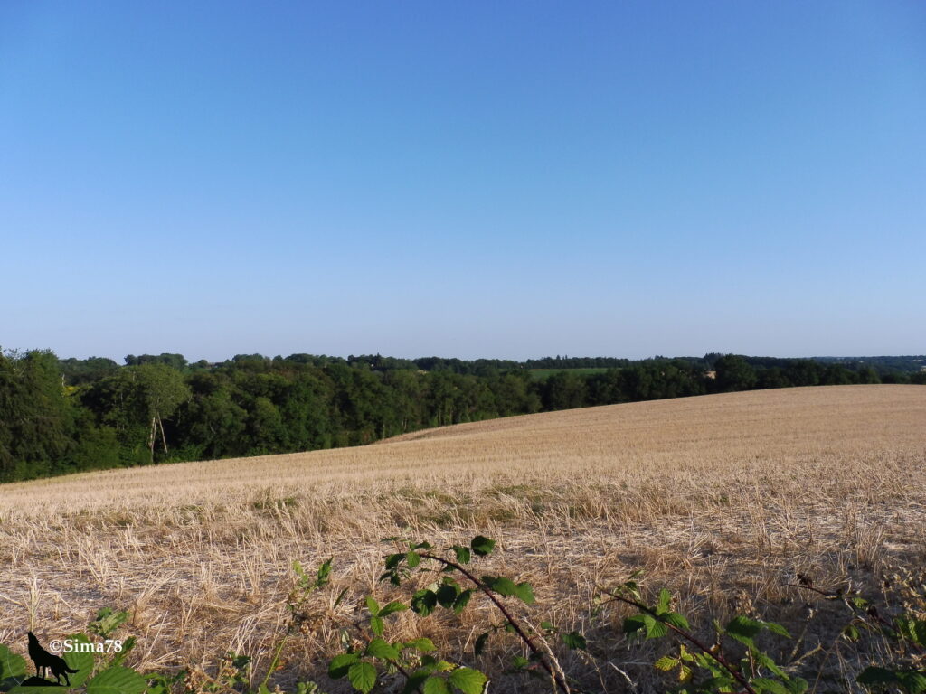 Photographie d'un champ moissonné vallonné bordé d'une lisière boisée, sous un ciel bleu clair et dégagé du petit matin.
