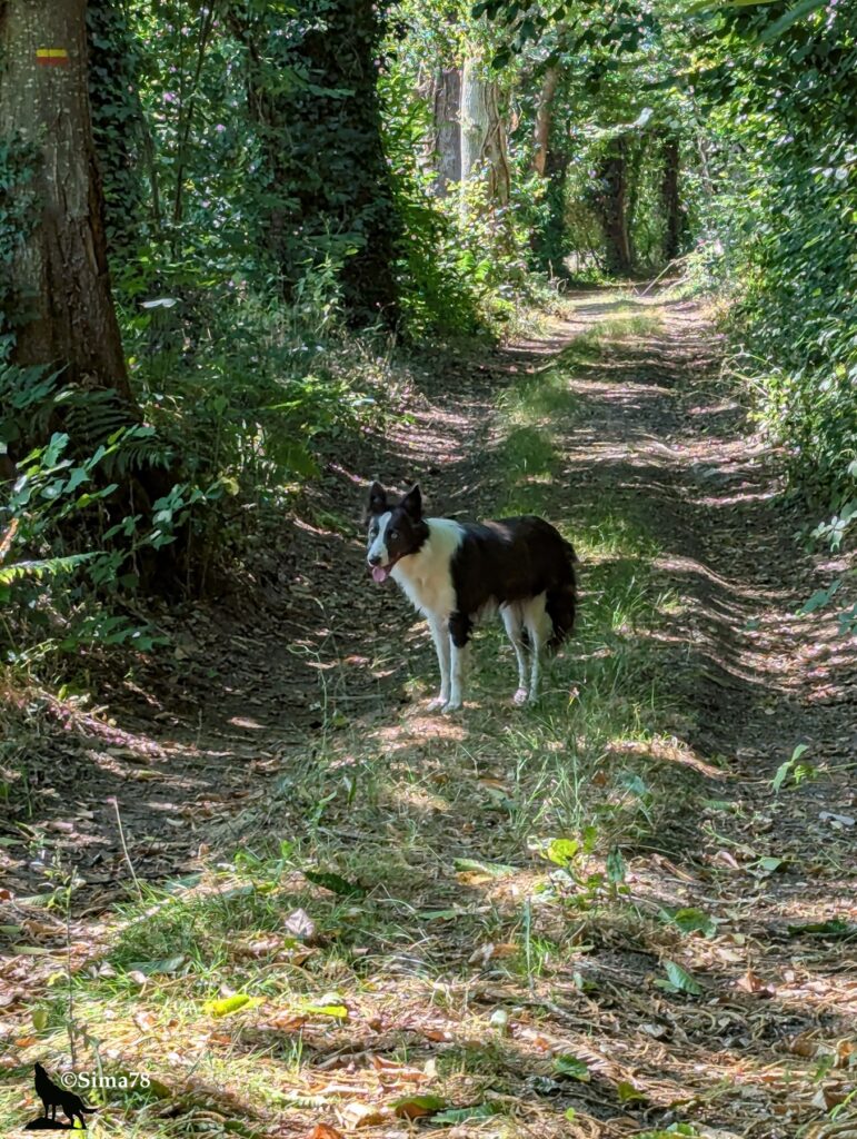 Photographie d'une Border Collie noire et blanche, halètante, debout au milieu d'un chemin forestier ombragé, entourée d'une végétation dense.