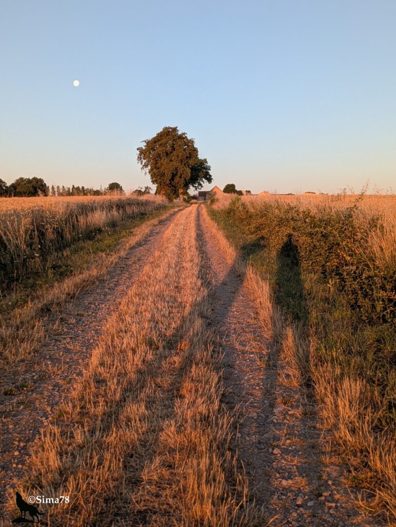 Photographie d'un chemin de terre traversant des champs de céréales dorés par la lumière rasante du petit matin, avec les ombres allongées des marcheurs et la lune encore visible dans le ciel bleu clair.