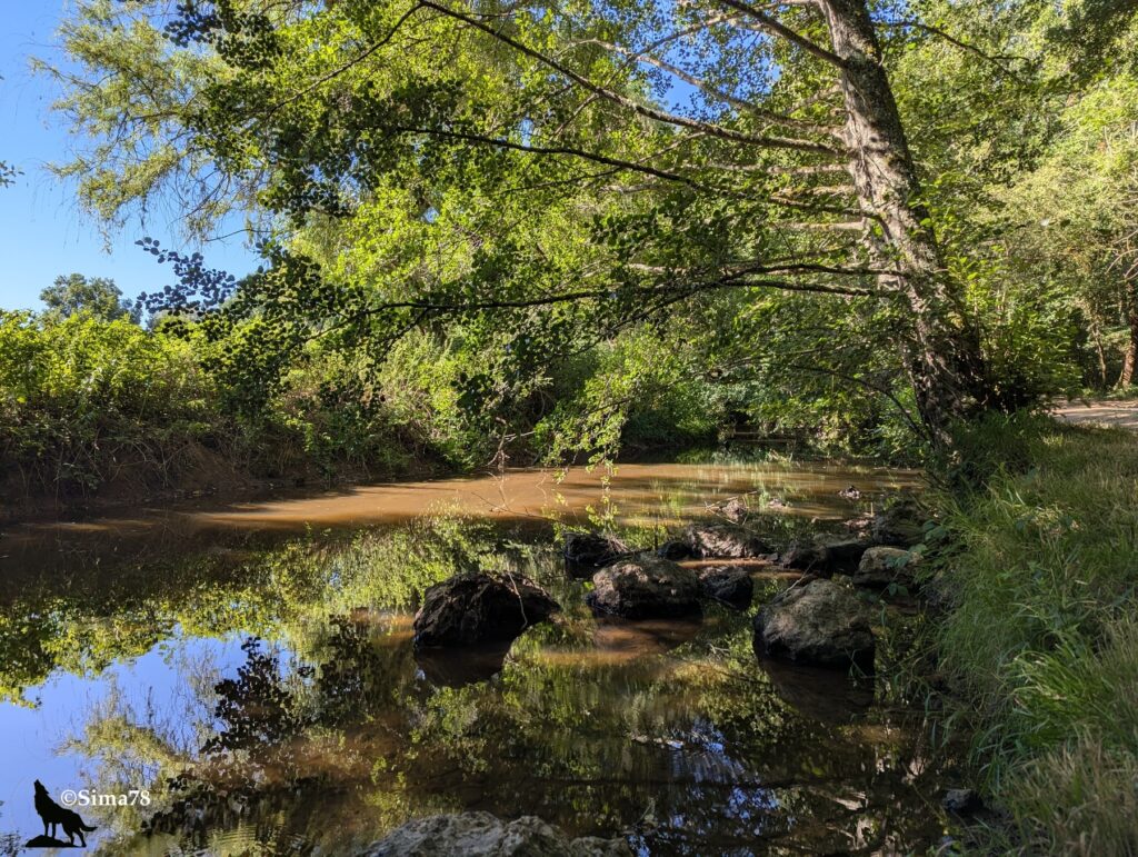 Photographie d'une rivière calme aux eaux ambrées, bordée de rochers moussus et d'arbres verdoyants dont les branches surplombent l'eau, avec les reflets du feuillage à sa surface.