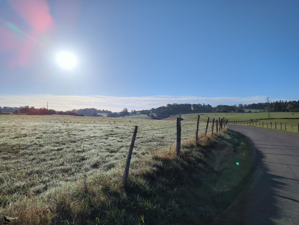 Route étroite et courbe longeant un pré couvert de rosée givrée et bordé d’une clôture en fil de fer barbelé, avec un soleil bas éblouissant dans un ciel bleu, des collines boisées au loin et quelques vaches dans un pré à droite.