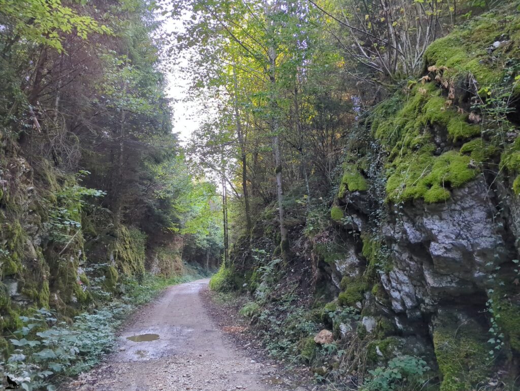 Chemin de terre et de gravier, avec quelques flaques, qui s’enfonce en sous-bois entre deux parois rocheuses recouvertes de mousse verte, sous une végétation dense et lumineuse.