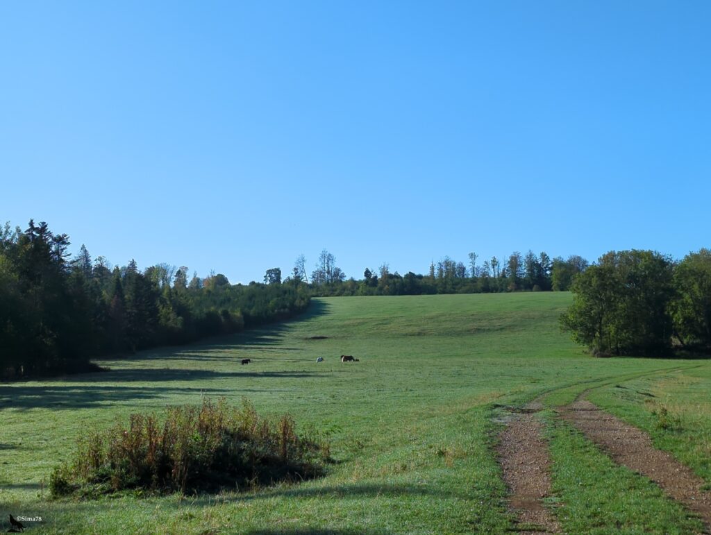 Vaste prairie verte en pente douce, bordée de bois à gauche et à droite, avec quelques chevaux qui paissent au loin et un chemin de terre à double ornière au premier plan, sous un ciel bleu sans nuage.