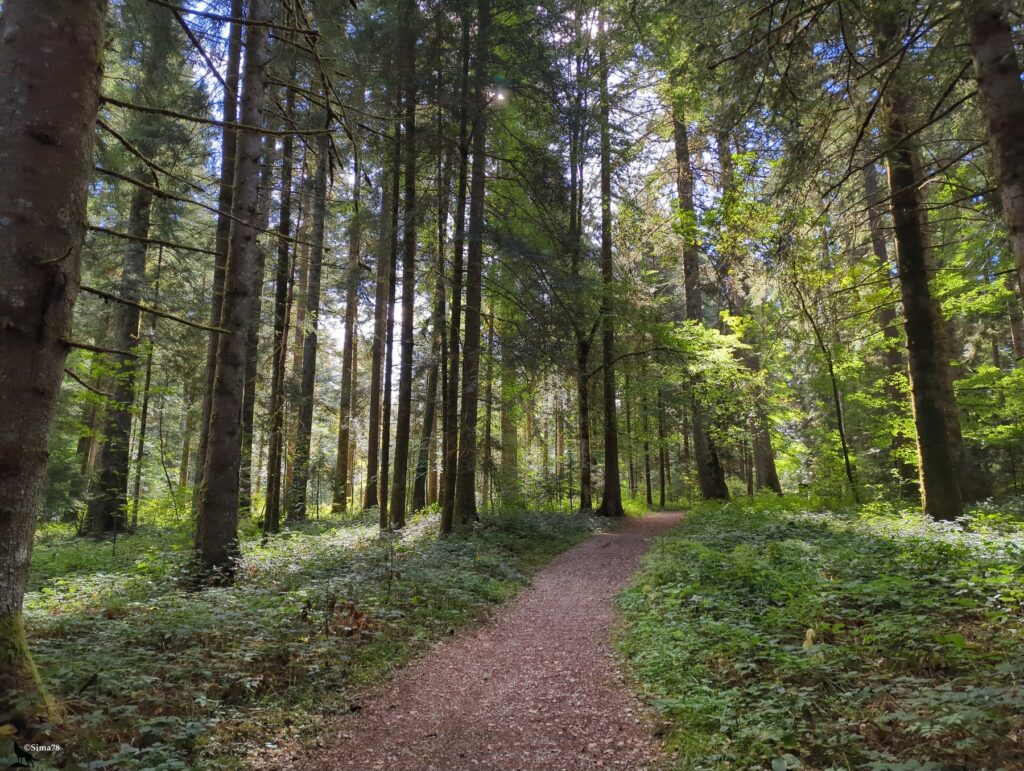 Sentier de terre rougeâtre qui serpente dans une forêt de grands conifères, avec un sous-bois de verdure et le soleil qui filtre à travers les troncs.