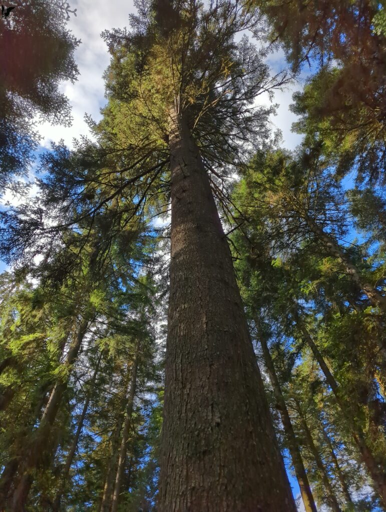 Vue en contre-plongée d’un tronc de conifère au tronc épais et à l’écorce écailleuse, dont la cime s’élève vers un ciel bleu parsemé de nuages, entouré d’autres grands arbres.