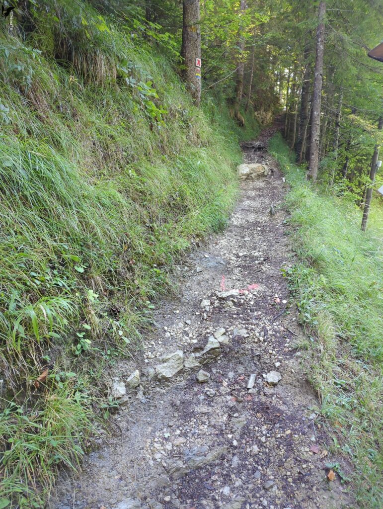 Sentier étroit et caillouteux qui monte en sous-bois, bordé à gauche par un talus herbeux et à droite par des conifères, avec une marque de peinture rouge sur le sol et un balisage fixé sur un tronc.