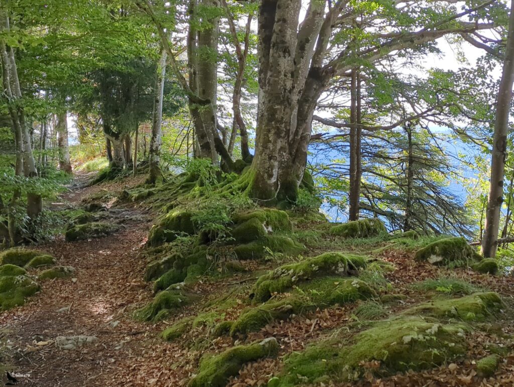 Sentier de terre couvert de feuilles mortes qui longe un bord de pente sous de grands hêtres aux racines recouvertes de mousse, avec des rochers moussus au premier plan et, à droite, une trouée sur le vide et un horizon bleuté.