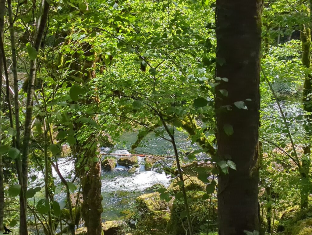Rivière aux eaux claires qui forme de petits rapides entre des rochers couverts de mousse, vue à travers un feuillage vert dense et plusieurs troncs d’arbres au premier plan.
