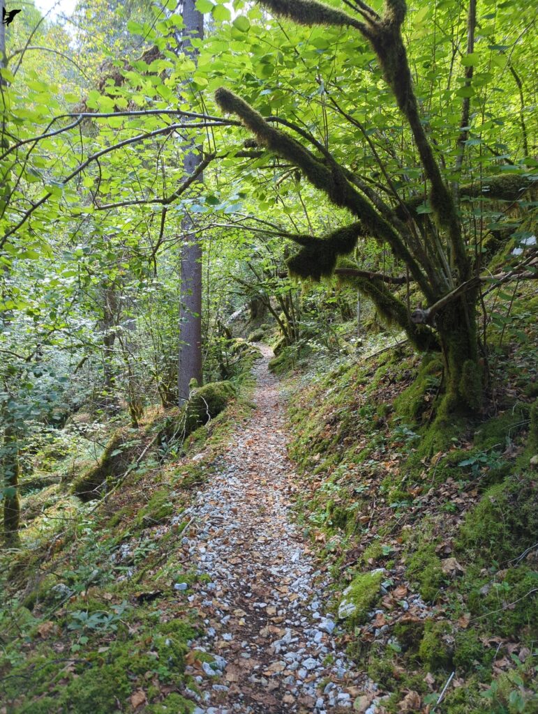 Sentier étroit de cailloux clairs et de feuilles mortes qui serpente en sous-bois, entre des talus tapissés de mousse et des arbres aux branches recouvertes de mousse, sous un feuillage vert lumineux.