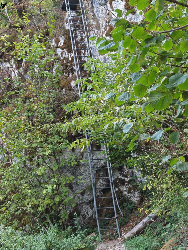 Longue échelle métallique à barreaux fins, dressée contre une paroi rocheuse claire en partie couverte de mousse, avec un feuillage dense au premier plan et une plateforme visible tout en haut.